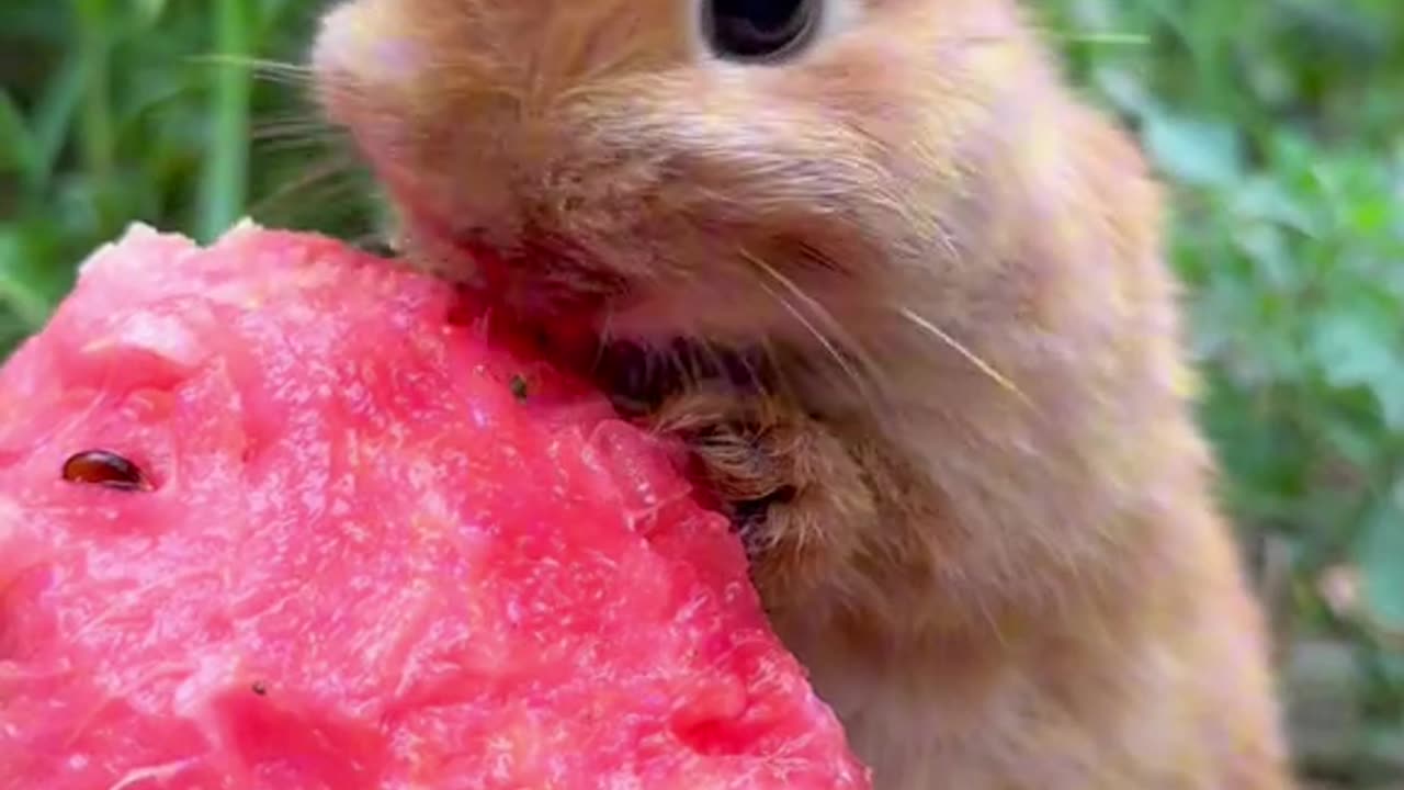 Rabbit 🐰 Eating Watermelon 🍉