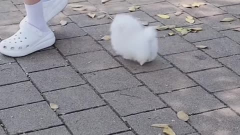 Funny animals