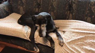 Cat Becomes Trapped In Couch Under Sleeping Great Dane