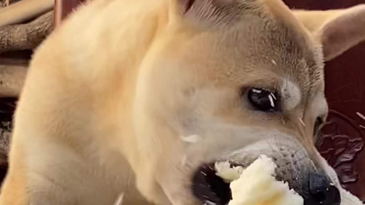 Dog eating bun