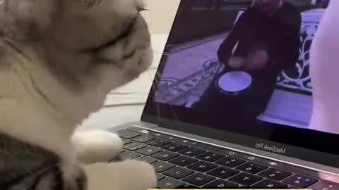 Cat-music