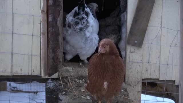 Winter Chickens