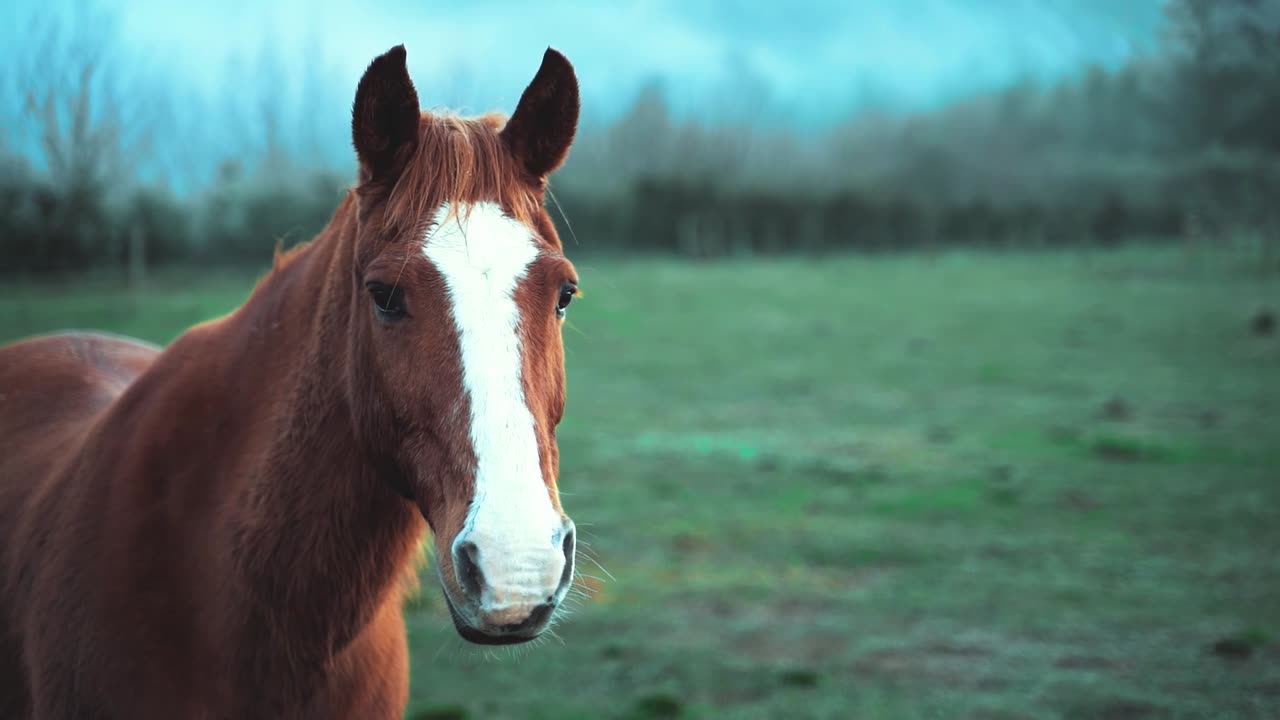 The American Quarter Horse