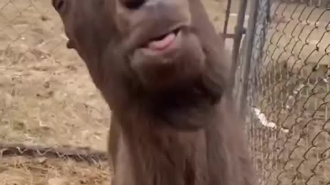 Funny animal video 🤣🤣🤣🤣🤣