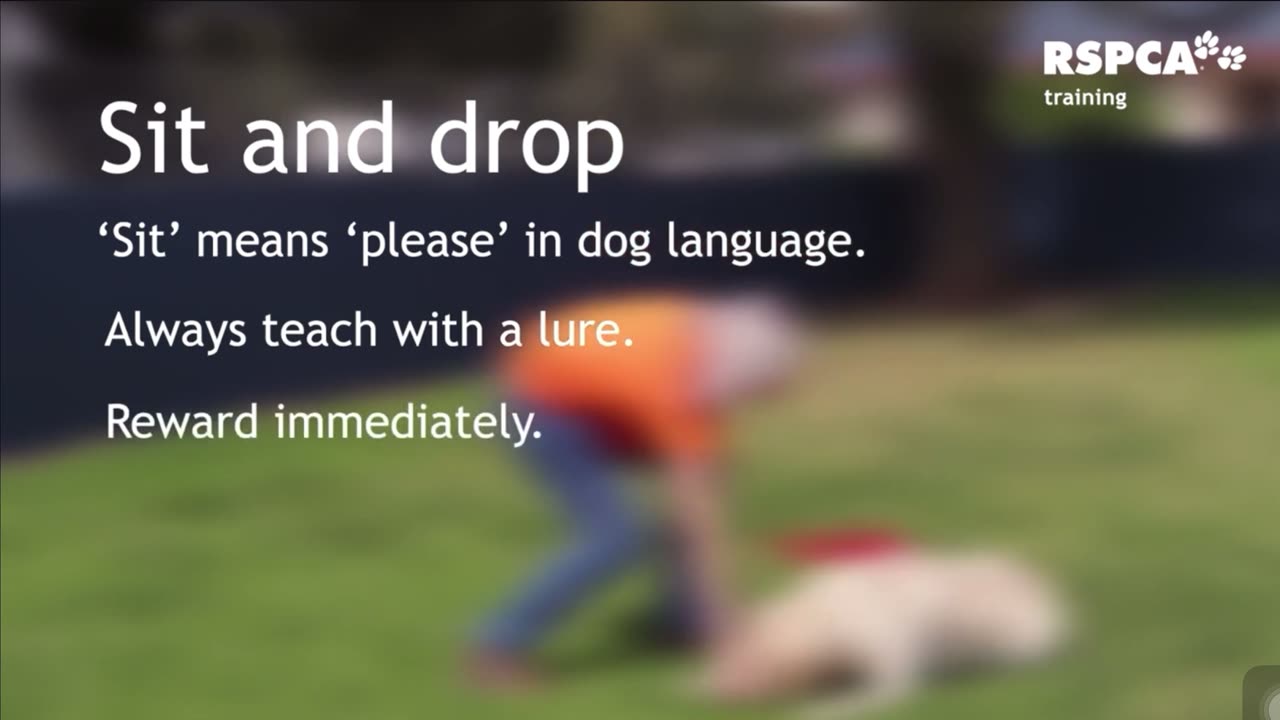 FREE DOG TRAINING SERIES – Lesson 1: how to teach your dog to sit and drop