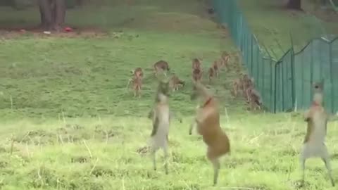 Animal funny dance video