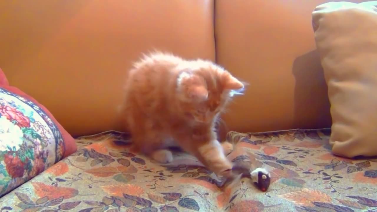 Funny Baby Cat- Mouse And Cat Play Funny Moments#50 | CuteisAnimals