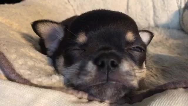 Chihuahua puppy gets a Rude awakening