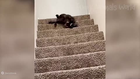 Funny animals part 2