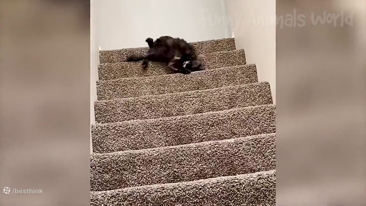 Funny animals part 2