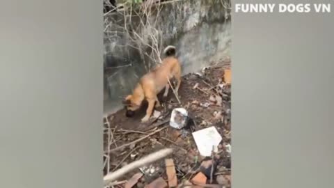 Funny dogs and cats video