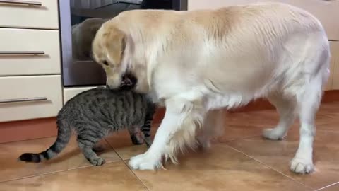 Poor Golden Retriever Attacked by Funny Cat