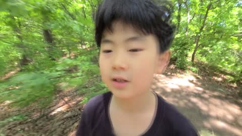 [포켓몬 카드] 눈 부시게 좋은 날... 산 속에서 (PokeMon cards)