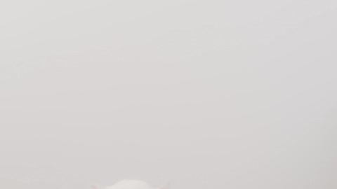 Two Leucistic Sugar Gliders