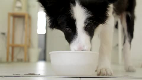 the amazing Husky