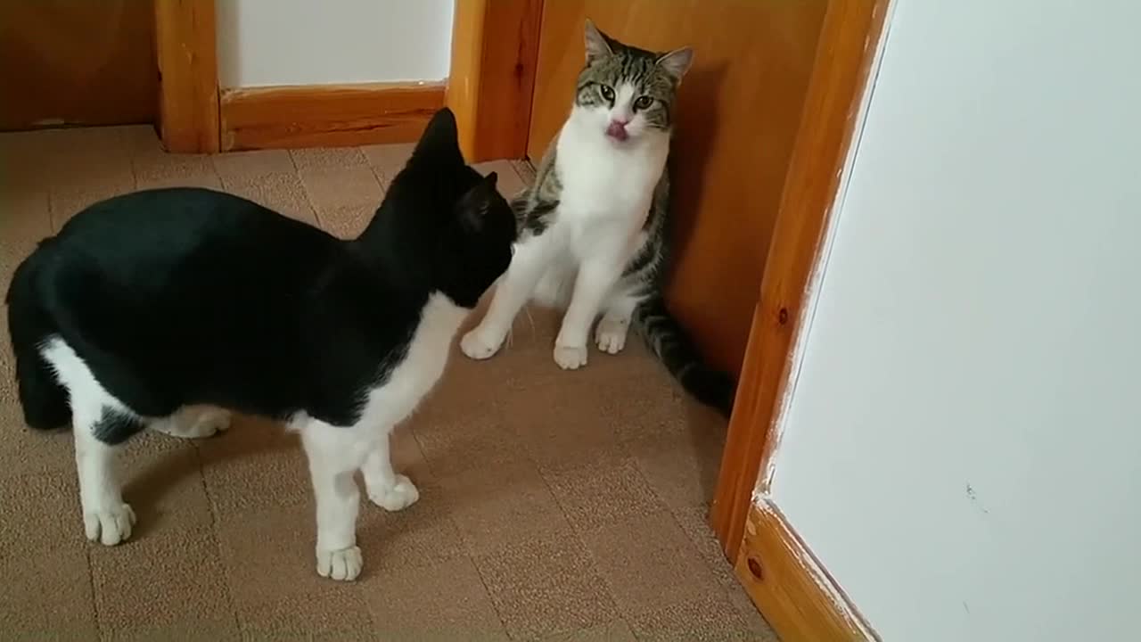 Cat Fight Compilation Video