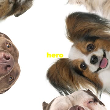 Found a Lost Pet Here's What to Do!