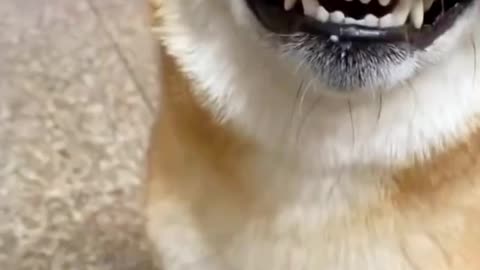 Funny Dog And Cat Laugh