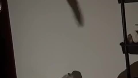 Amazing cat 🐈 trending video