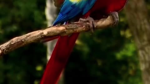 Bird Funny video