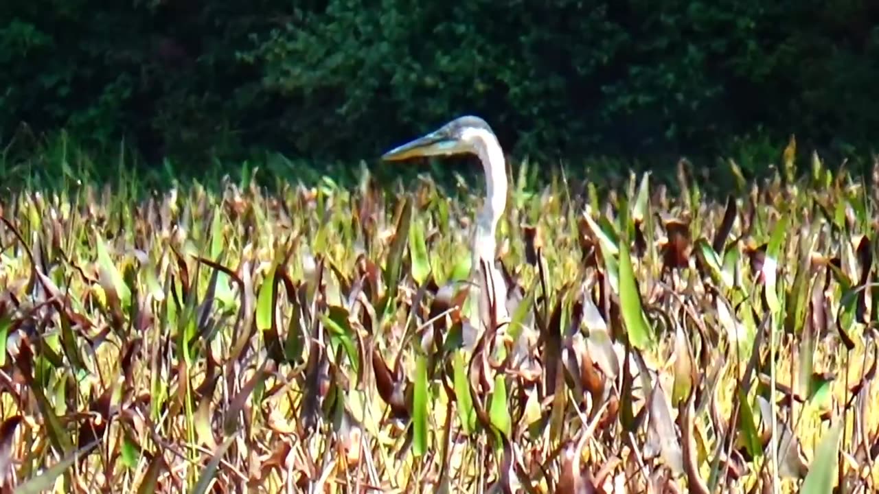 Great Blue Heron