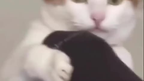 Funny cats videos 2024 Cat.exe has crashed