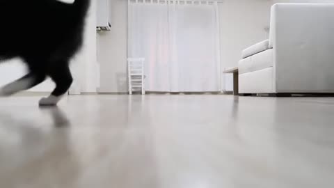 Cats making galloping sounds - Uni and Nami_Cut