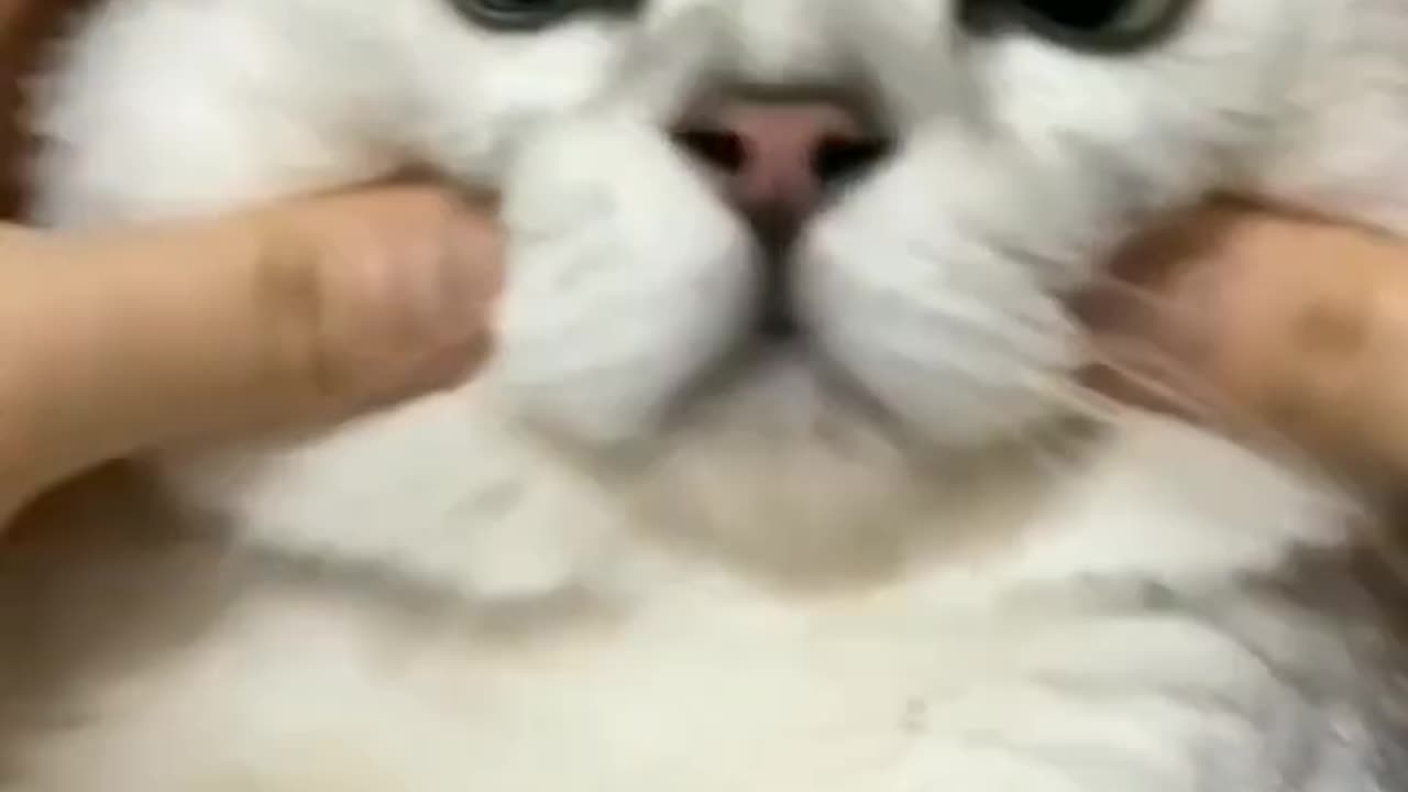 Funny cat video