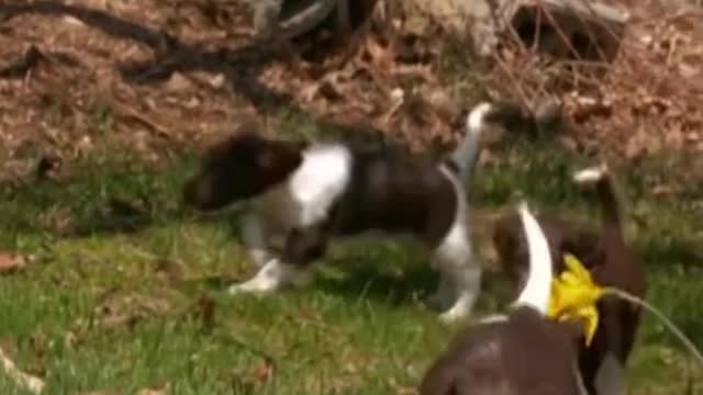 Here comes thepuppies
