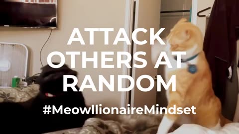 ATTACK OTHERS AT RANDOM😸💝 FUNNIEST CAT AND DOGS 🐕🦮🐕‍🦺