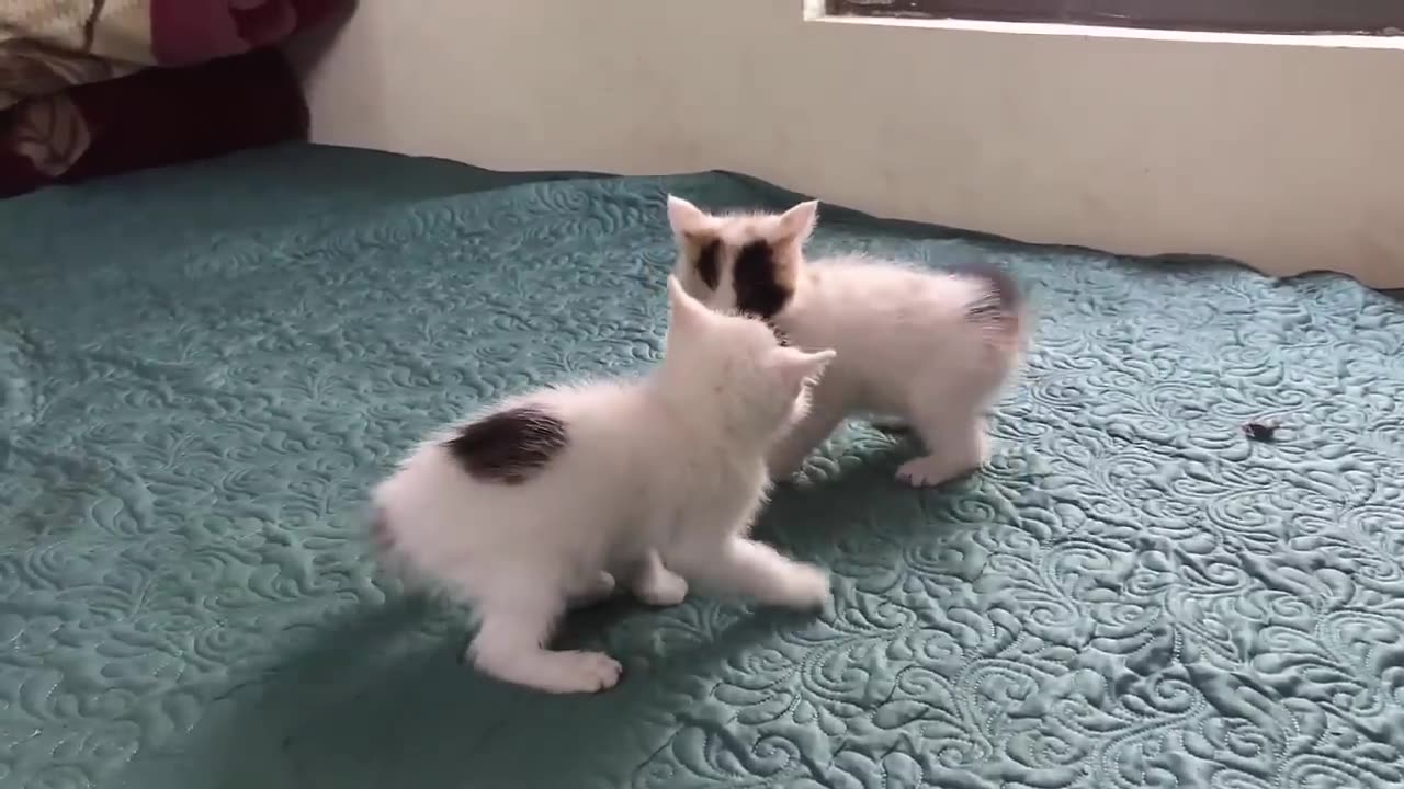 Kittens Supernatural Cuteness