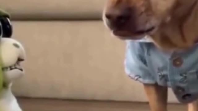 #Very Funny Dog & Cat Video