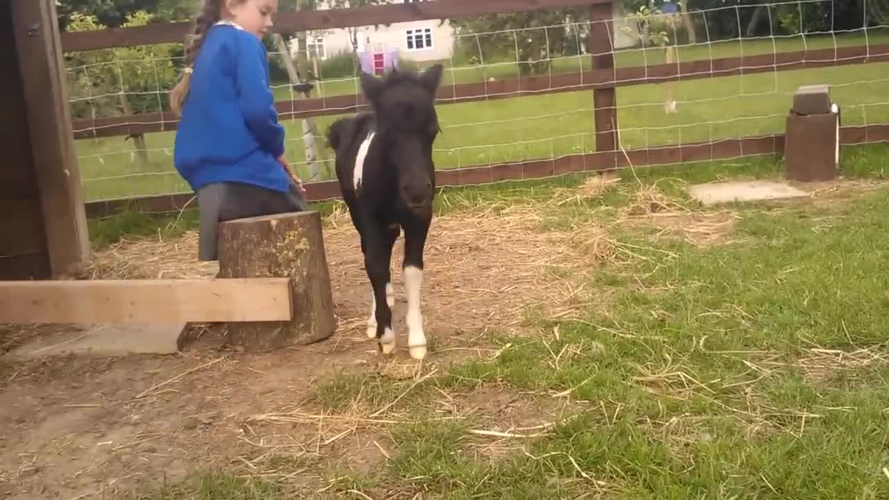 newborn miniature shetland foal gets friendly with young children!