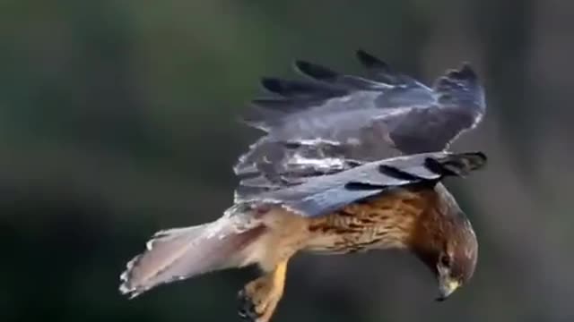 The hawk when it flies