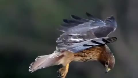 The hawk when it flies