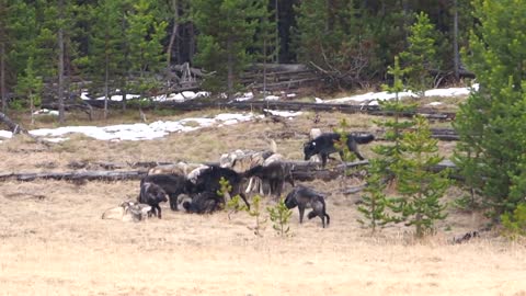 Wapiti Wolves in Yellowstone Late Fall