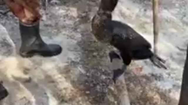 Traditional Chinese fishing with cormorants birds