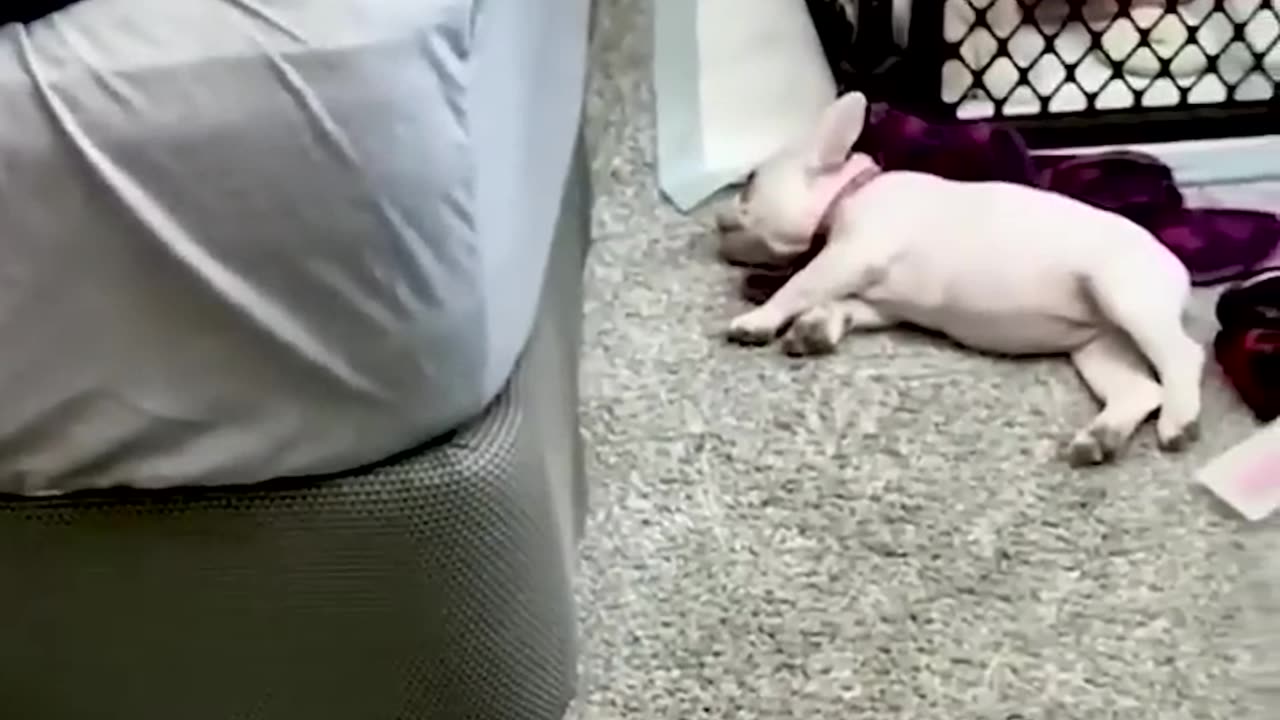Funny animals videos of the day