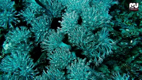 ocean floor