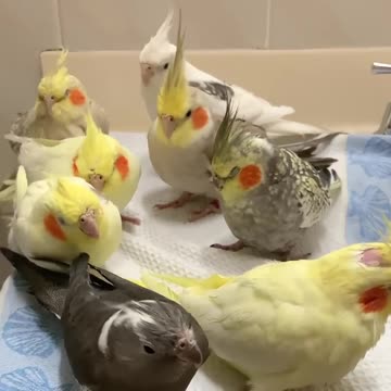 Various instances of pets being petted by residents