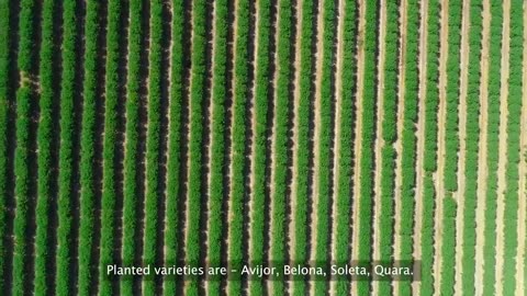 How Are Almonds Grown And Harvested_ You Haven_t Seen So Many Fresh Almonds Yet_(720P_HD)