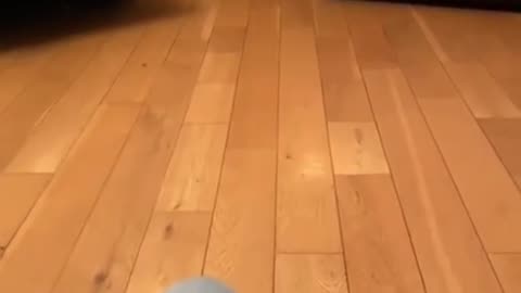 #CuteBabyAnimals #Funny #daily #Shorts #amushorts #rumble C108