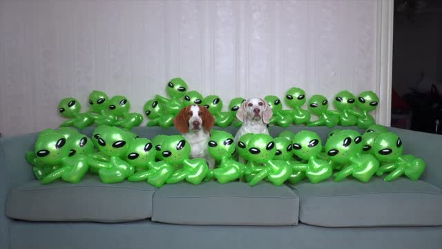 Dog vs Baby Aliens Invasion! Funny Dogs Maymo & Potpie Befriend Baby Aliens in UFO