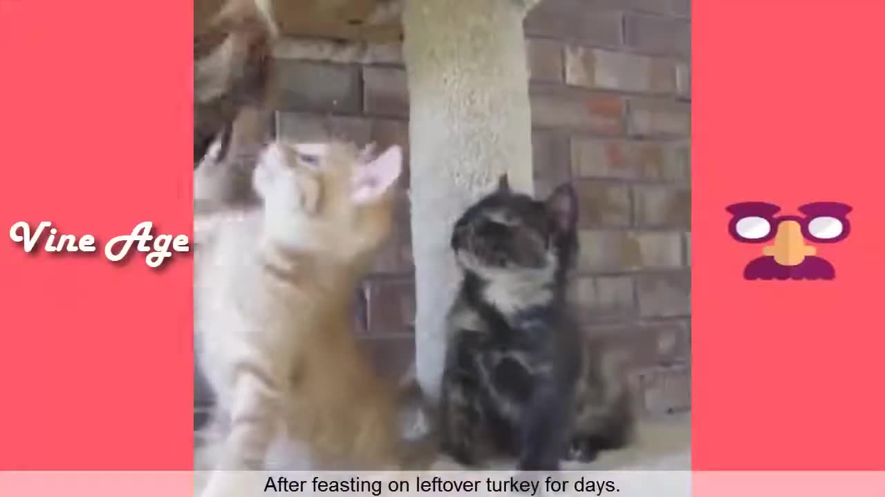 TRY NOT TO LAUGH LEVEL : IMPOSIBLE
