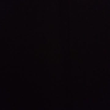 Wild Turkey's in Yard