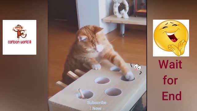 Cute And Funny Cats