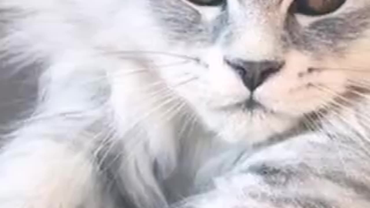 Persian-Breed-Animals-Best-30sec-Video-Status.mp4