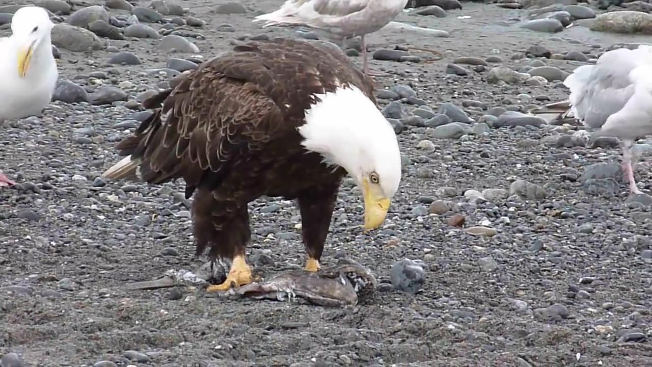 Bald Eagle Walking