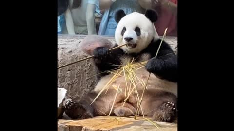 Giant pandas eat delicious food.