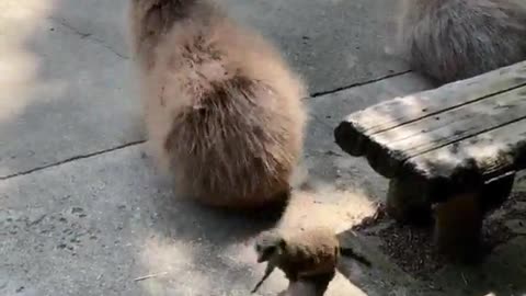 Meerkats joke about capybara
